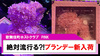 【PINK】流行ること間違いなし?!新作ブランデー入荷!!
