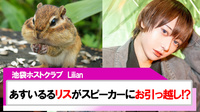 【Lilian】あすいるる「リス」がスピーカーにお引っ越し!?